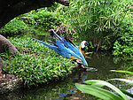 湖边天鹅