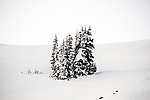 雪中松树