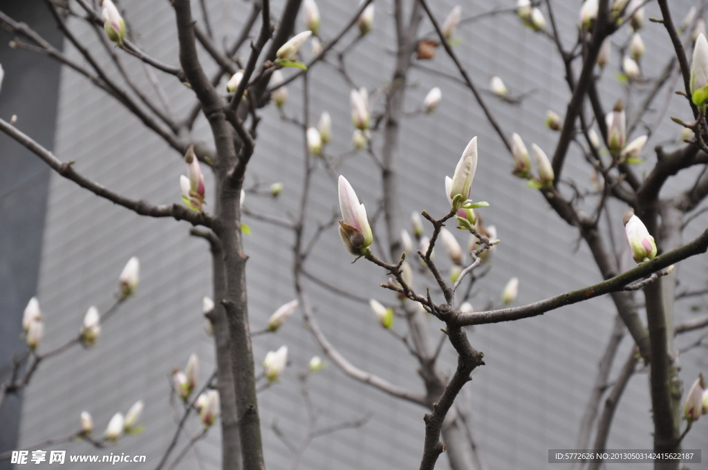 玉兰花