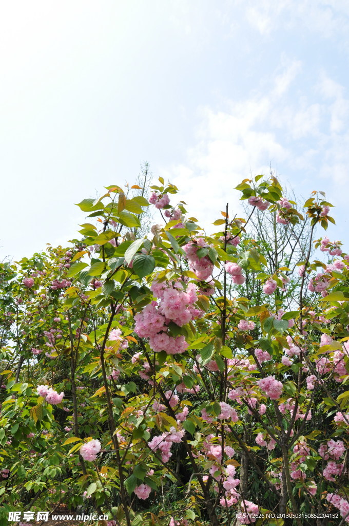 樱花