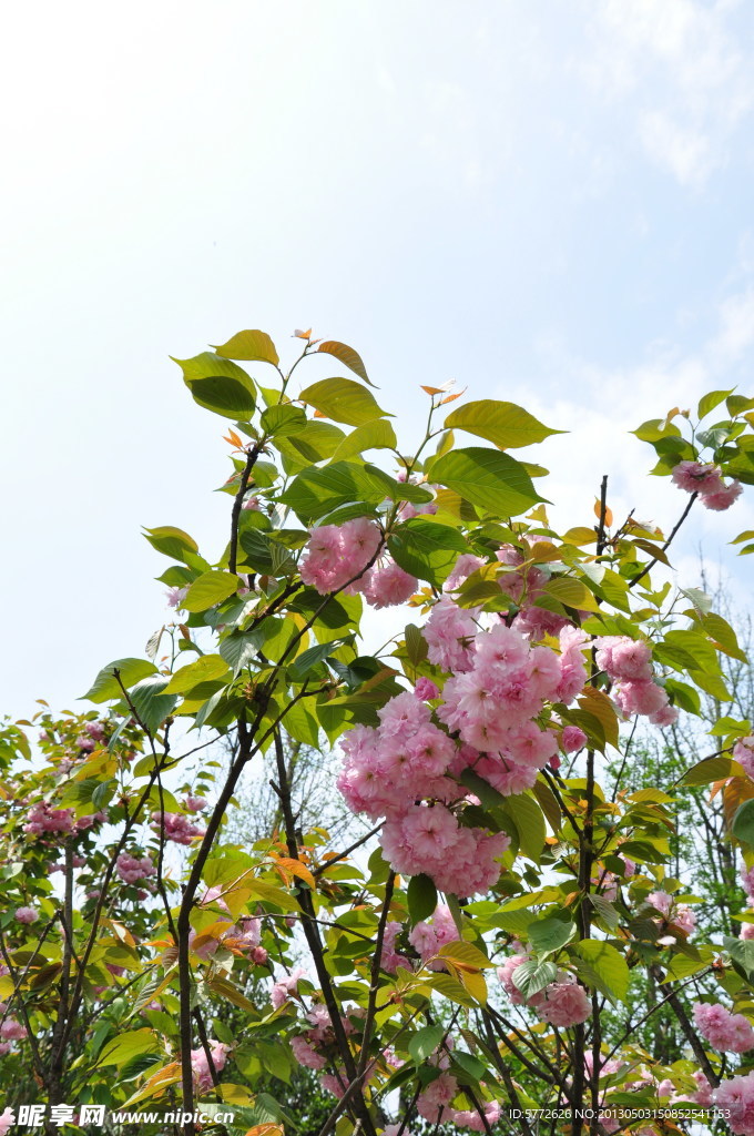 樱花