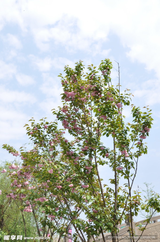 樱花