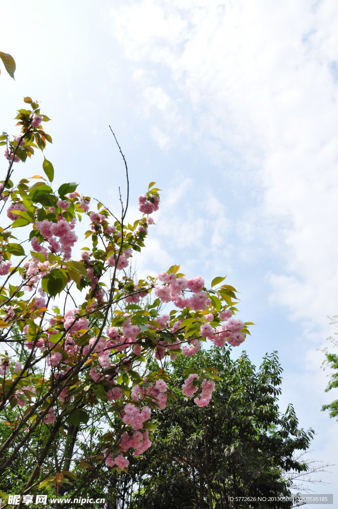 樱花