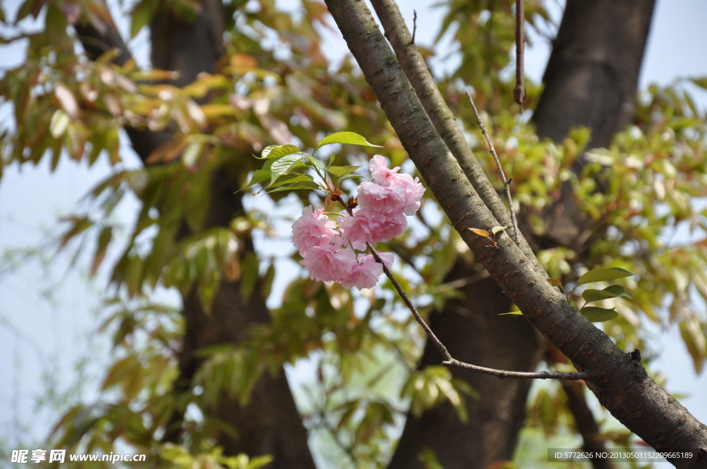樱花