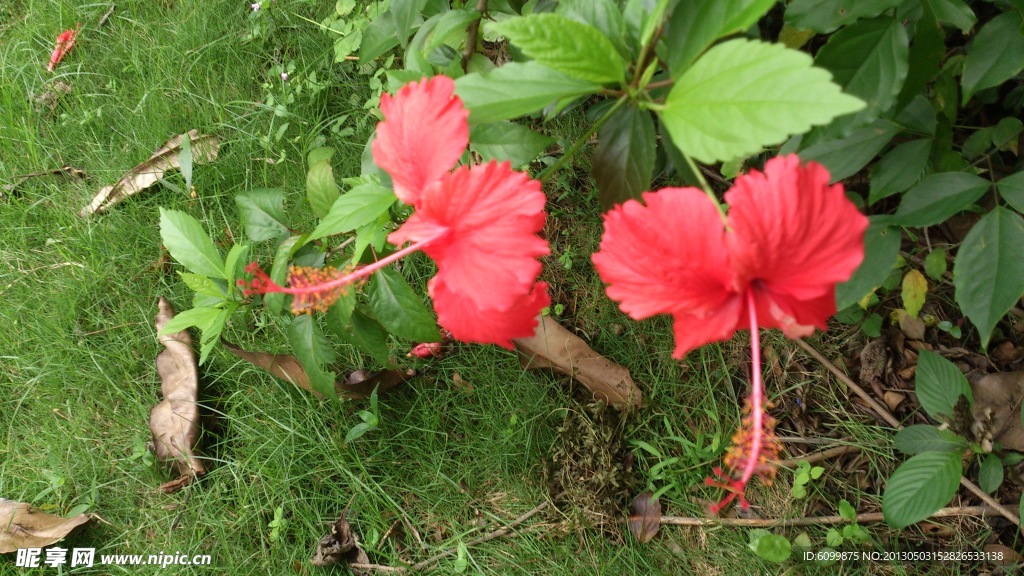 扶桑花