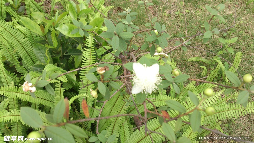 白花