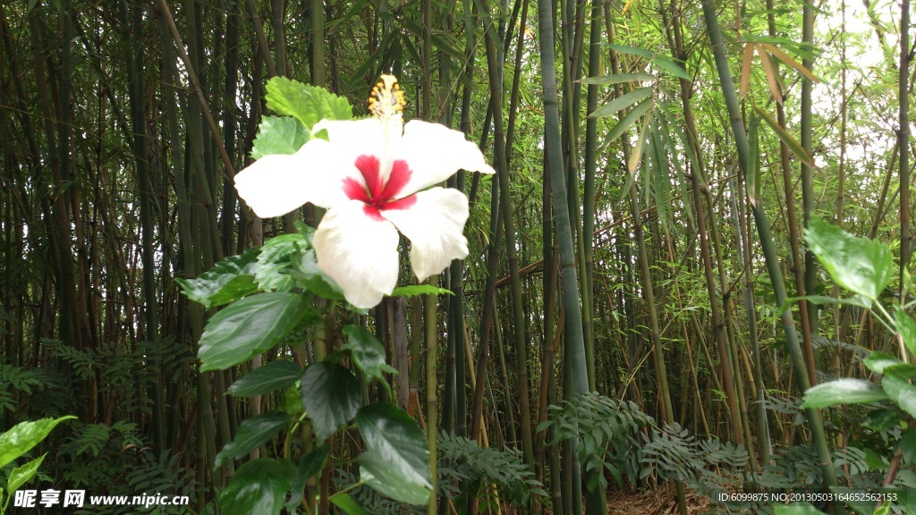 扶桑花