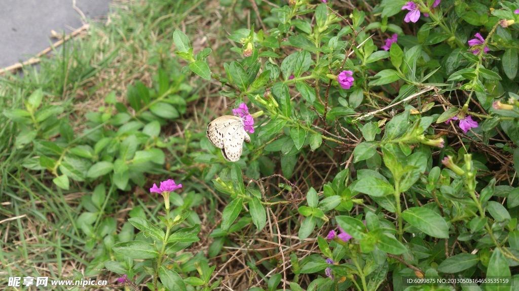 花 蝴蝶