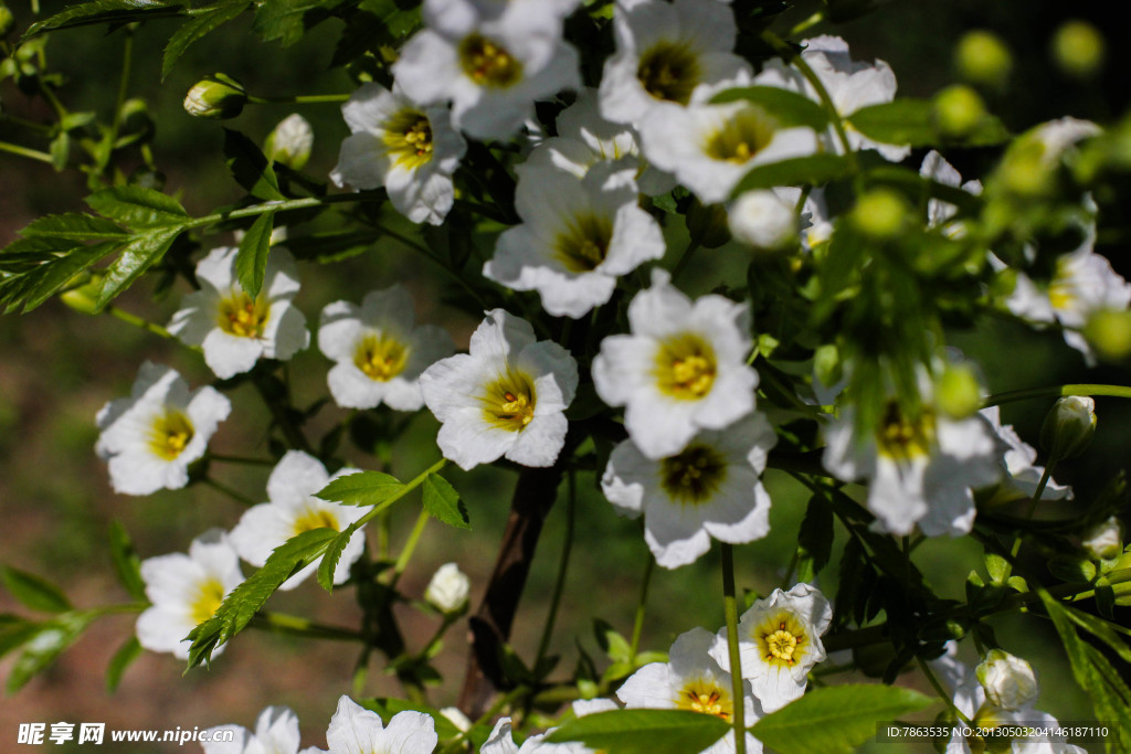 白花树