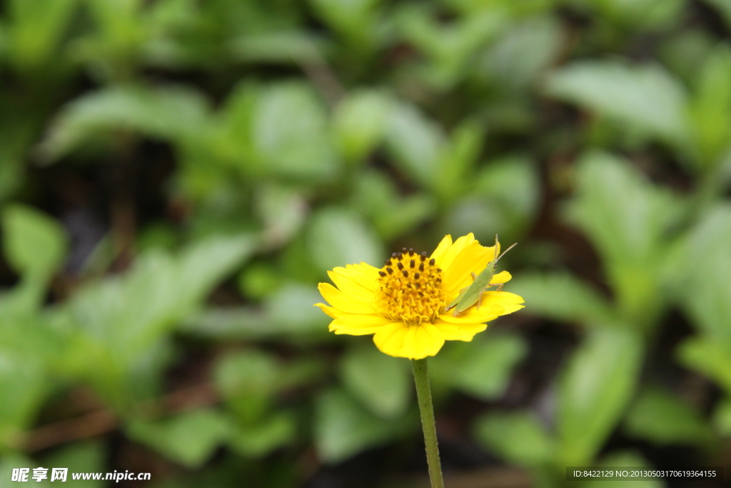 金鸡菊