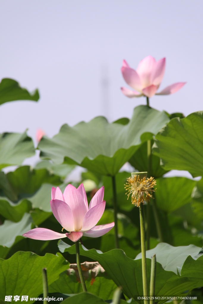 荷花