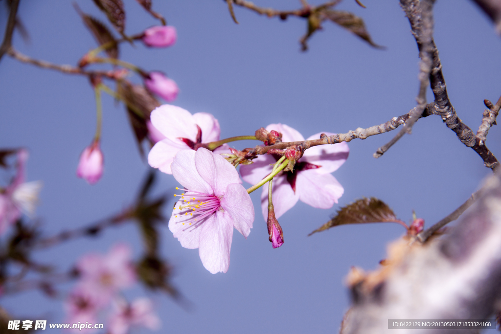 樱花