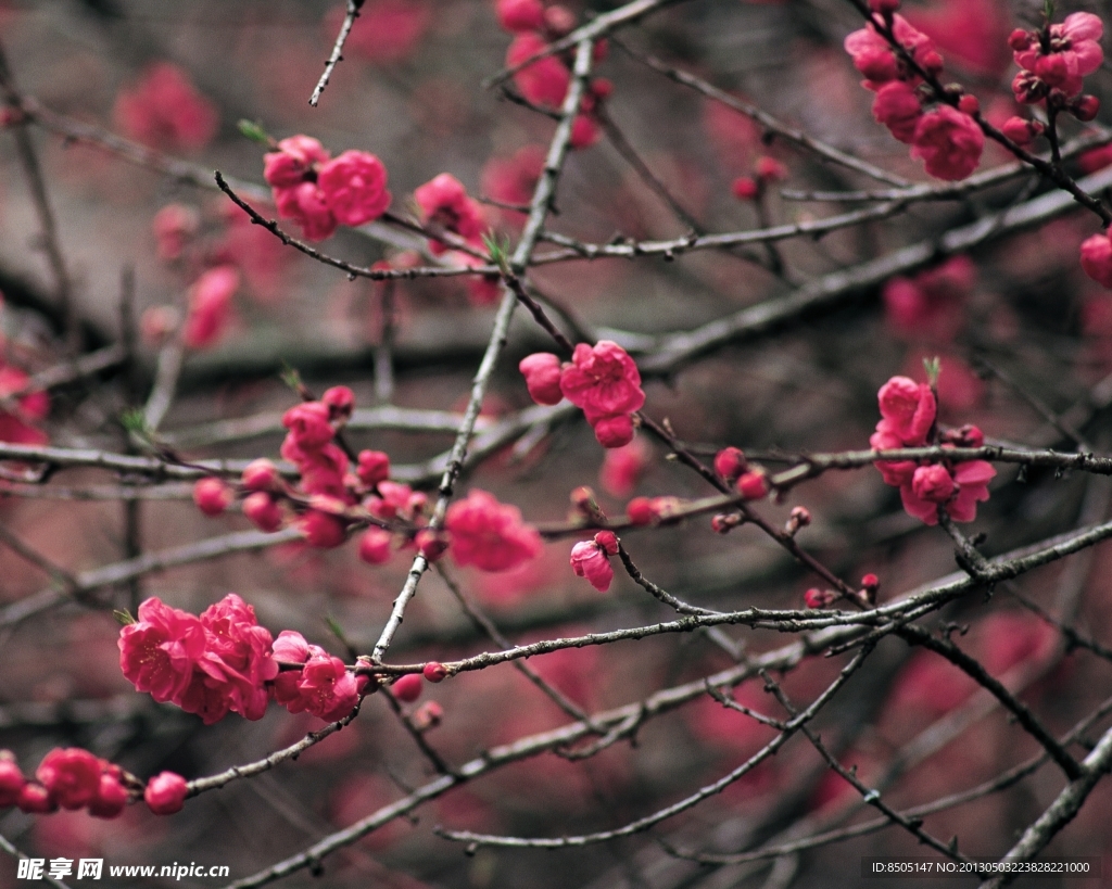 桃花
