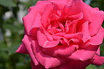 月季花
