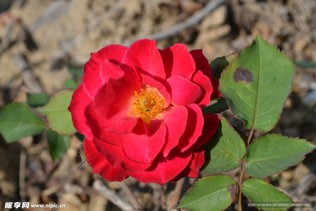月季花
