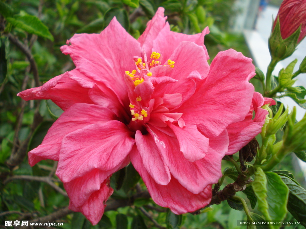 朱槿 扶桑花