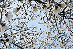 玉兰花 天空 木兰花