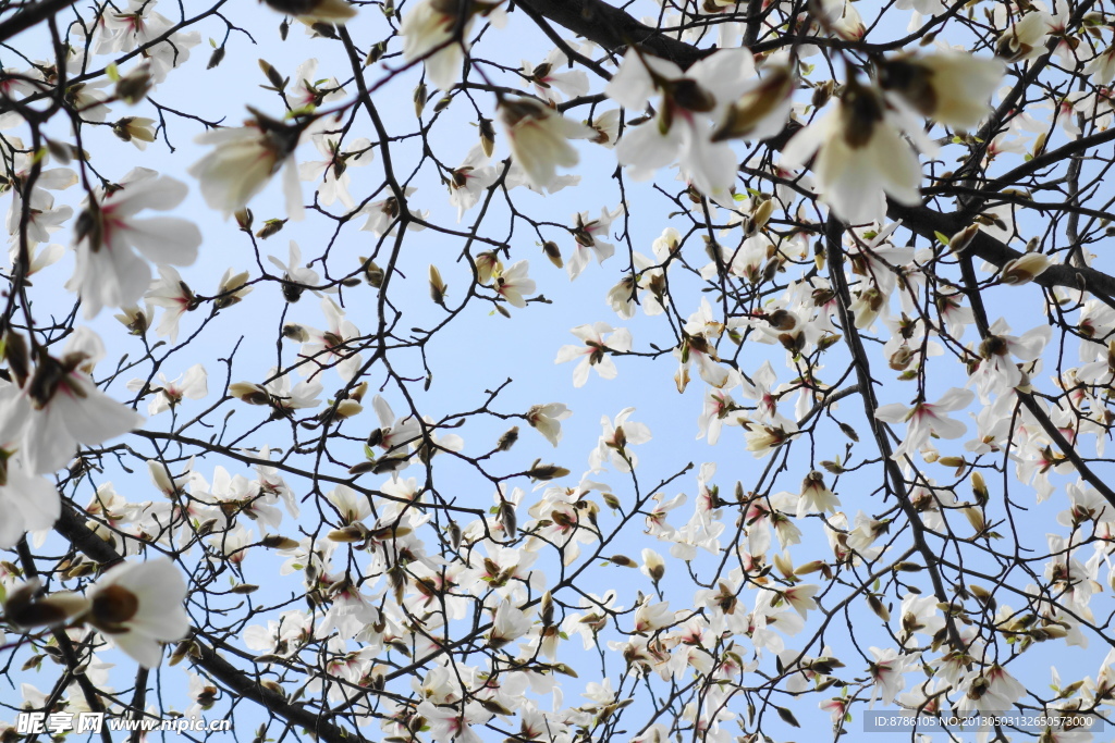 玉兰花 天空 木兰花