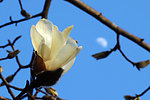 木兰花