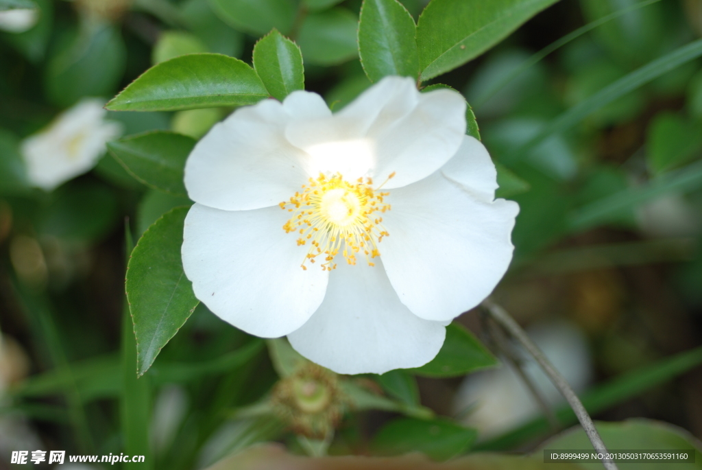山茶花