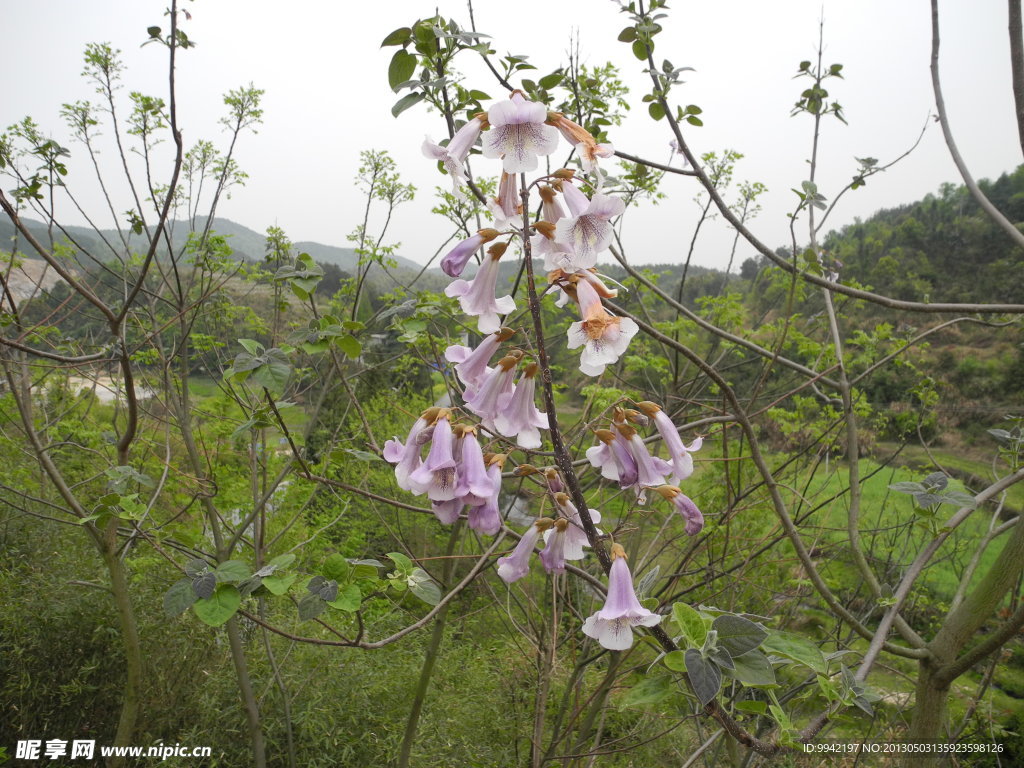 泡桐花