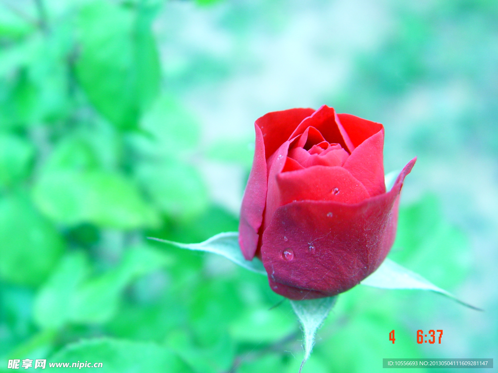 月季花