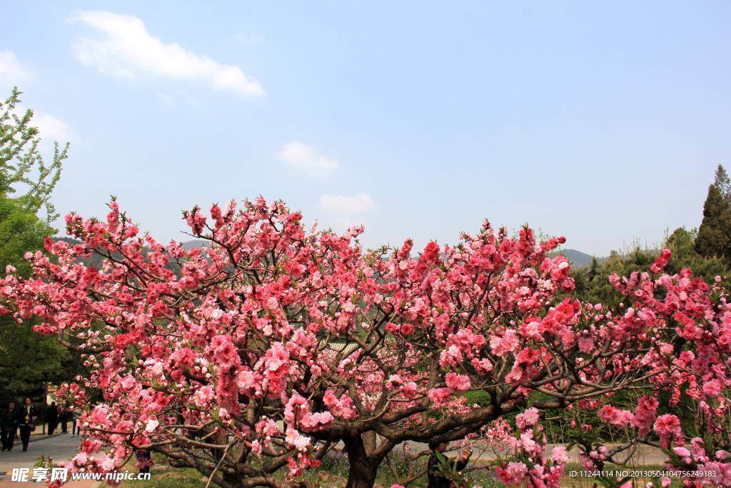 蓝天下的桃花