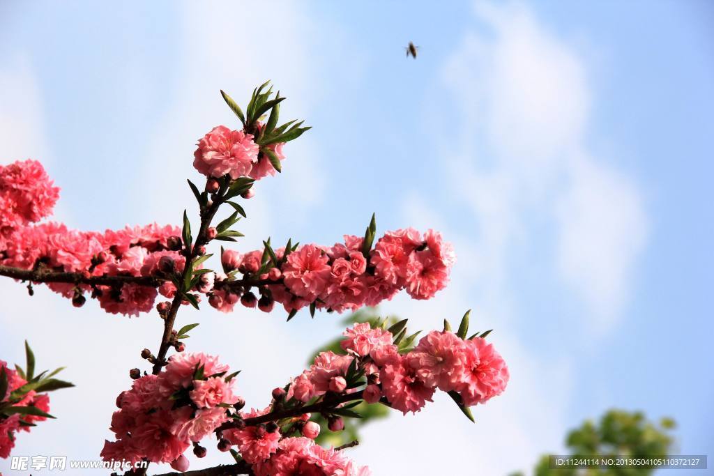 蓝天下的桃花