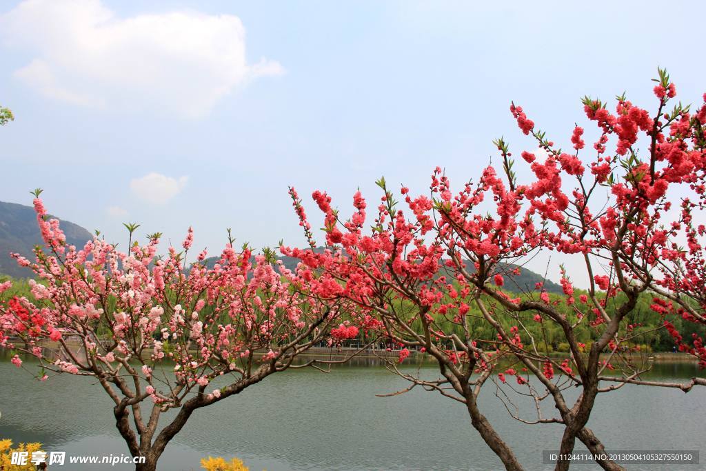 植物园一角