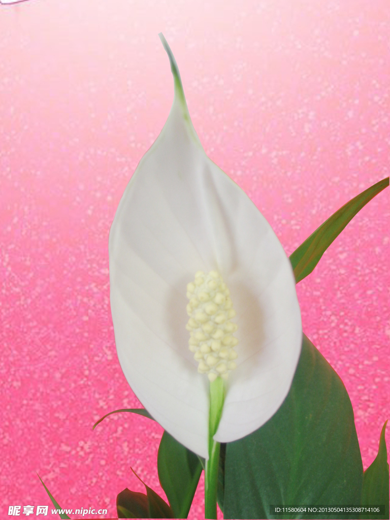 白掌