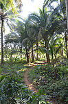 椰子园林
