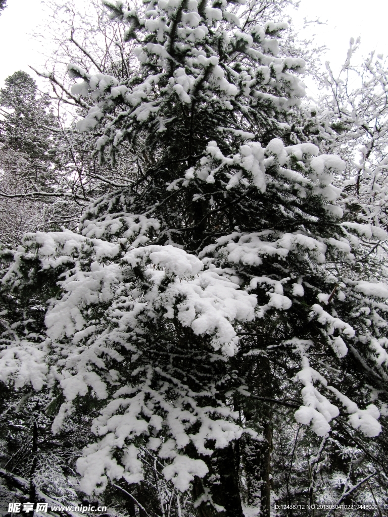 松树 雪山