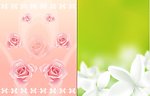 玫瑰桅子花