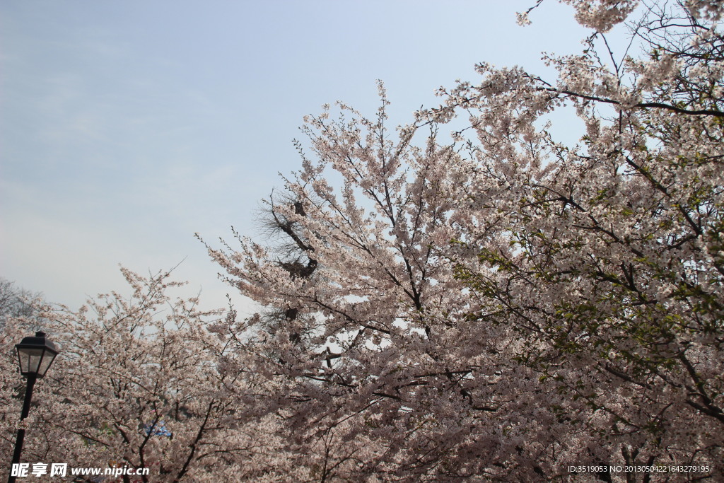 樱花