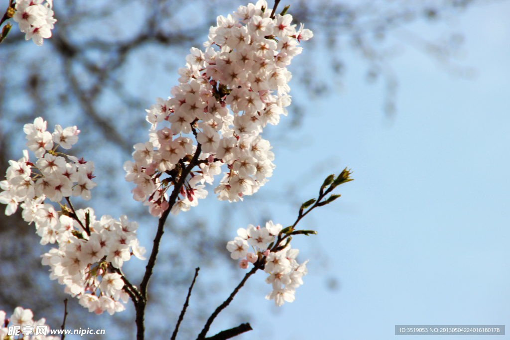 樱花