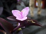 山花独秀