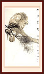 老鹰 工笔画
