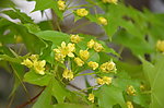 元宝枫树花