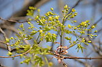 元宝枫树花