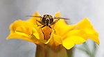 蜜蜂