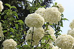 白色花团