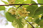猕猴桃树开花