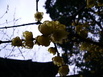 梅花