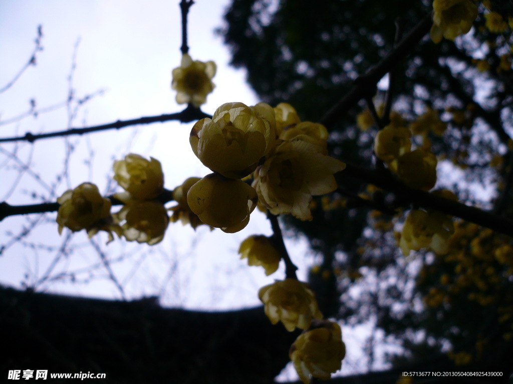 梅花