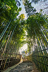 竹林