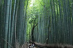 竹林