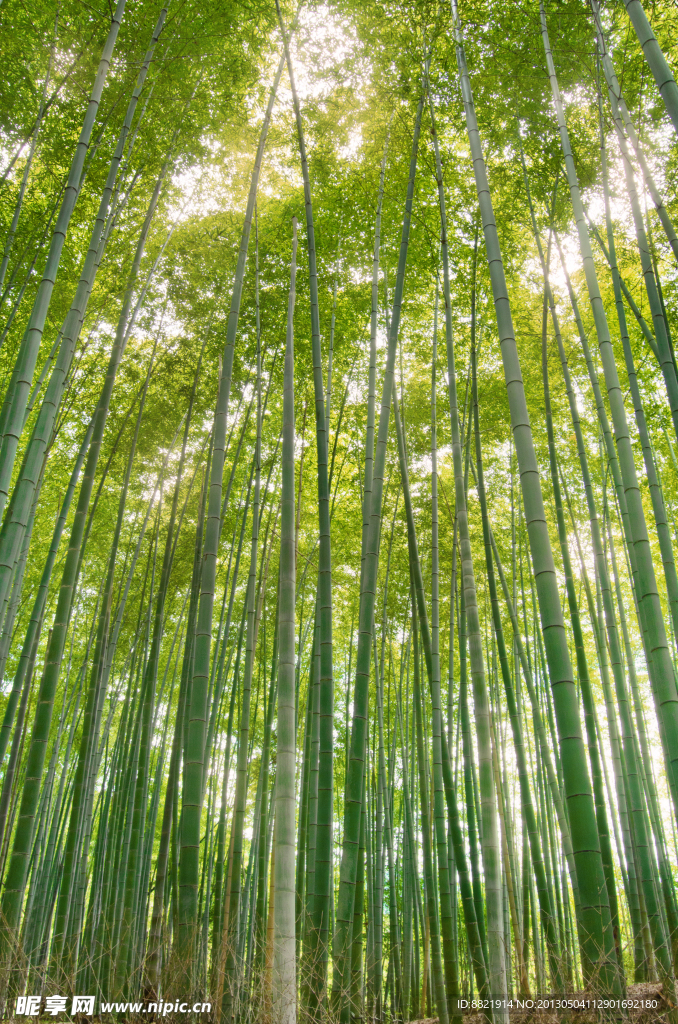 竹林