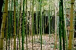 竹林