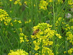 油菜花蜜蜂