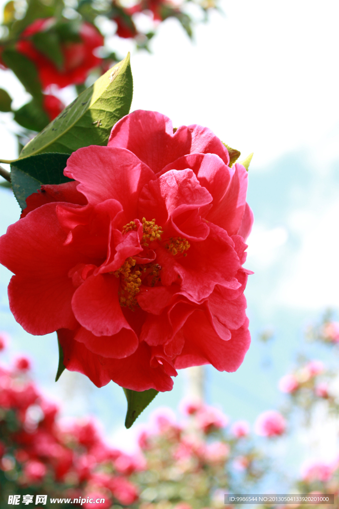 茶花